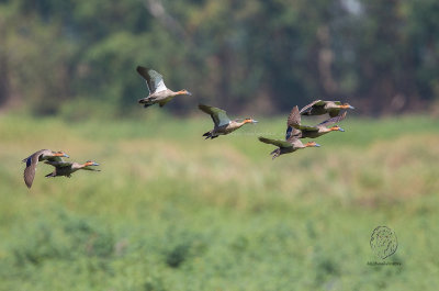 Philippine Duck (Anas luzonica)