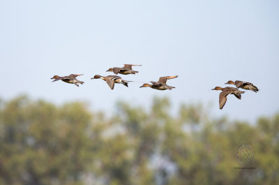 Northern Pintail (Anas acuta)