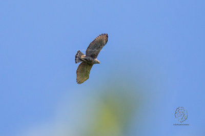 Changeable Hawk-Eagle (Spizaetus cirrhatus)