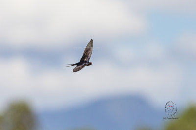 Barn Swallow (Hirundo rustica)