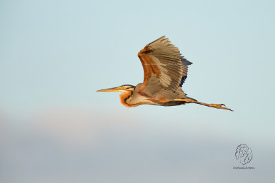 Purple Heron (Ardea purpurea)