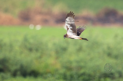 Eastern Marsh-Harrier (female) (Circus spilonotus) 