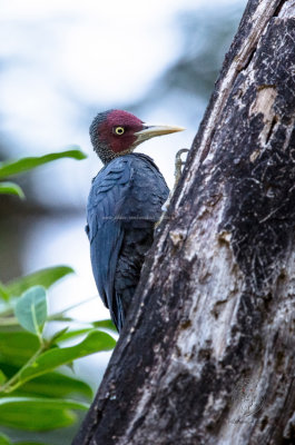 Northern Sooty Woodpecker (male) (Mulleripicus funebris)