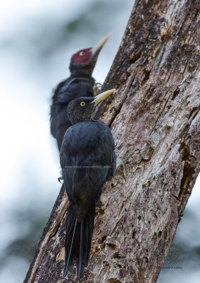 Northern Sooty Woodpecker (female and male) (Mulleripicus funebris)