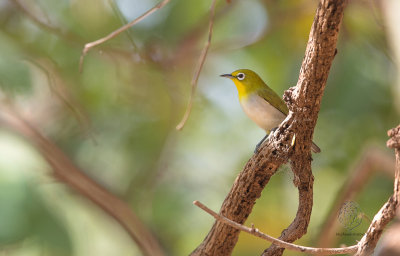 Lowland White-eye (Zosterops meyeni) 