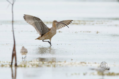 Far Eastern Curlew (Numenius madagascariensis)