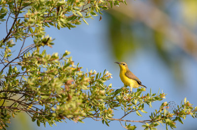 Olive-Backed Sunbird (female) (Nectarinia jugalaris)<i/)