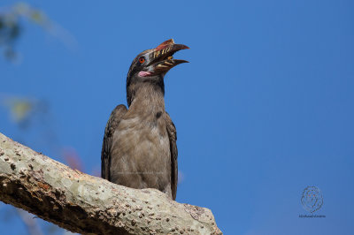 Luzon Hornbill (Female) (Penelopides manillae)