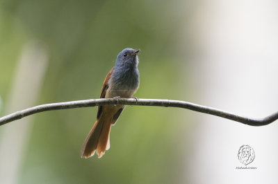 Tablas Fantail (Rhipidura sauli)