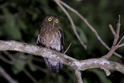 Romblon Hawk-Owl (Ninox spilonota fisheri)