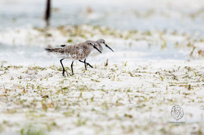 Sandpiper, Curlew (Calidris ferruginea)