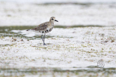 Plovers, Asian-Golden (Pluvialis fulva)