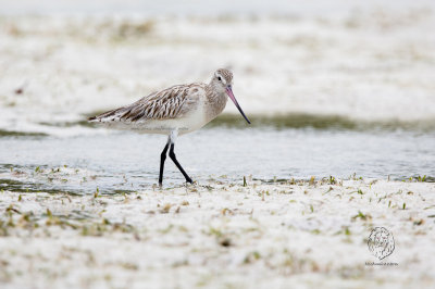 Bar-tailed Godwit (Limosa lapponica)