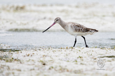 Bar-tailed Godwit (Limosa lapponica)