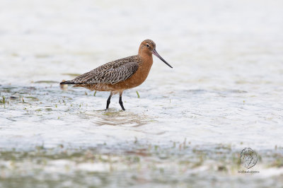 Godwit, Bar-tailed (Limosa lapponica)