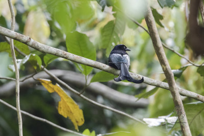 Drongo, Tablas (Dicrurus menagei)