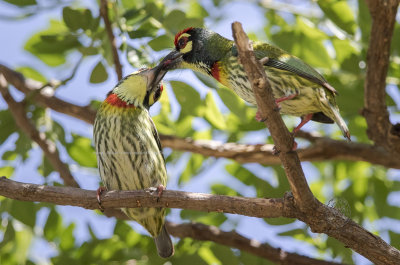 Coppersmith Barbet (Megalaima haemacephala)