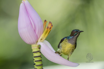 Sunbird, Grey-Throated (Anthreptes Griseigularis)