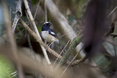 White-browed Shama <i>(Copsyhus luzoniensis)<i>