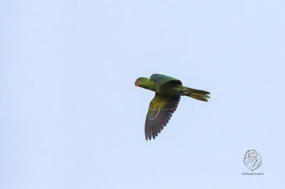 Blue-naped Parrot (Tanygnathus lucionensis)