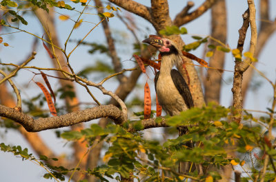 Luzon Hornbill (male) (Penelopides manillae)