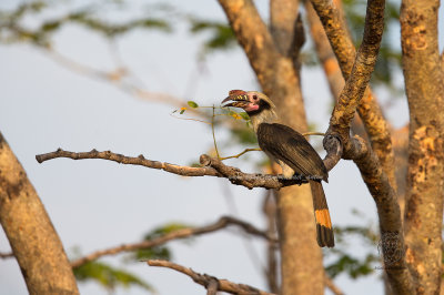 Luzon Hornbill (male) (Penelopides manillae)