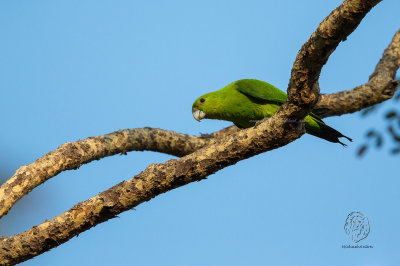 Green Racquet-tail (Prioniturus luconensis)