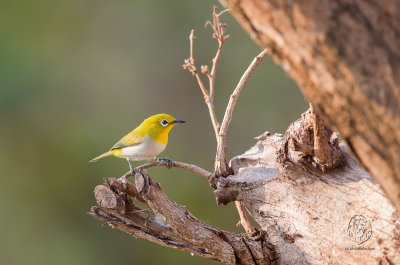 Lowland White-eye (Zosterops meyeni) 