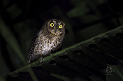Mantanani Scops-Owl (Otus mantananensis)