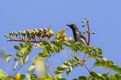 Scarlet-collared Flowerpecker (Dicaeum retrocinctum)