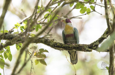 Fruit-Dove,Yellow-breasted (Ptilinopus occipitalis)