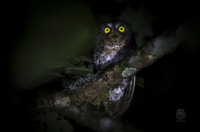 Owl, Mindanao Scops (Otus mirus)