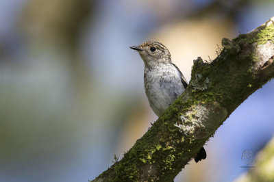 Little-Pied Flycatcher (imm) (Ficedula westermanni)