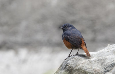 Luzon Water-Redstart <i>(Rhyacornis bicolor)<i/>