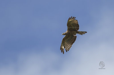 Oriental Honeybuzzard (Pernis ptilorhynchus)