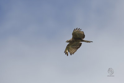 Oriental Honeybuzzard (Pernis ptilorhynchus)