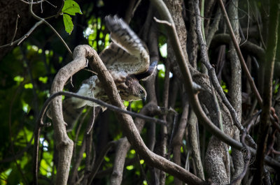 Besra <i>(Accipiter virgatus)<i/>