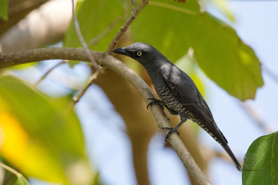 Cuckoo-shrike, Bar-bellied (Coracina striata)