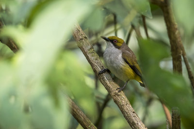 Olive-capped Flowerpecker (Dicaeum nigrilore)