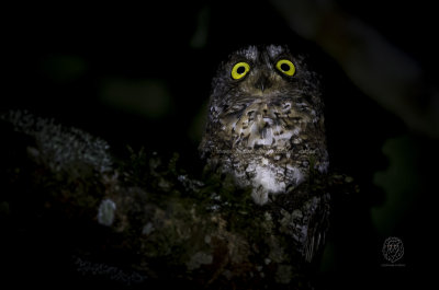 Mindanao Scops-Owl (Otus mirus)