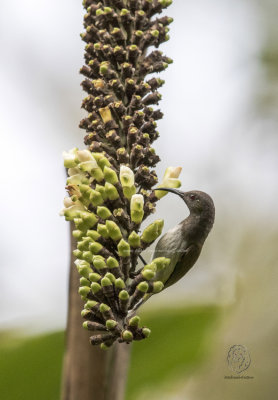Sunbird, Grey-Hooded (Aethopyga primigenius)