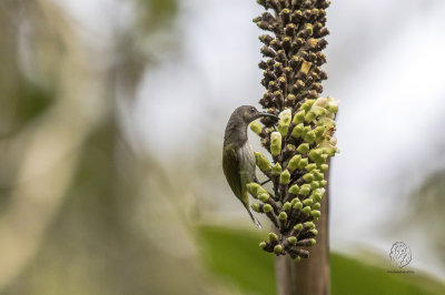 Grey-hooded Sunbird (Aethopyga primigenius)