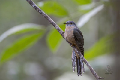 Brush Cuckoo (Camomantis variolosus)