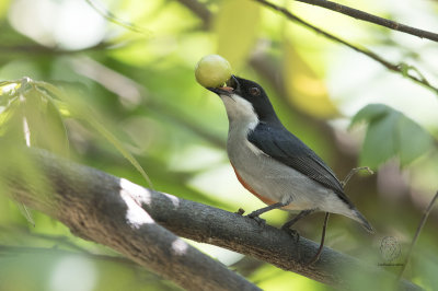 Red-keeled Flowerpecker (Dicaeum australe) 