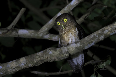 Romblon Hawk-Owl (Ninox spilonota fisheri)