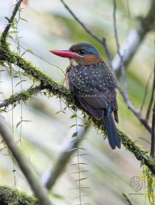 Blue-capped Wood-Kingfisher (female) (Actenoides hombroni)