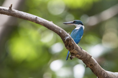 White-Collared Kingfisher (Todiramphus chloris)