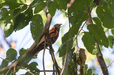 Rufous Coucal (Centropus unirufus)