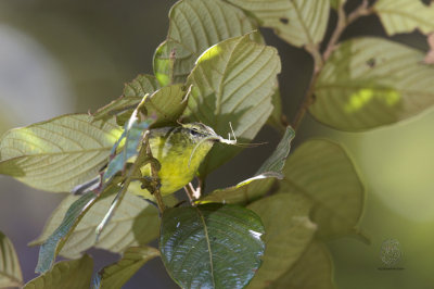 Negros Leaf Warbler (Phylloscopus nigrorum)