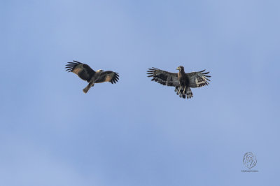 Philippine Serpent-Eagle ( Silornis holospilus) and Brahminy Kite (Haliastur indus)